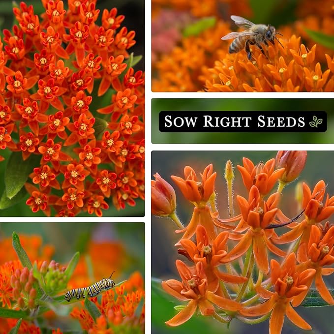 Sow Right Seeds Butterfly Milkweed Seeds - Attract Monarch And Other Butterflies to Your Garden - Non-GMO Heirloom Seed Packet With instructions for Planting - Perennial Host Plant for Pollinators (4)