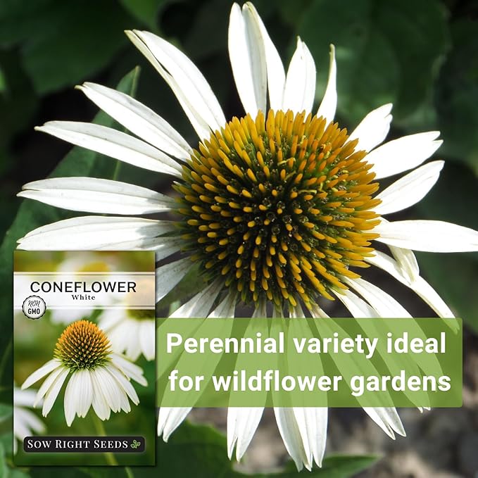 Sow Right Seeds - White Coneflower Echinacea Seeds for Planting - Non GMO Heirloom - Variety - Perennial Ideal for Outdoor Gardening - Hardy Flowers for Pollinators - Wildflower Addition (1)
