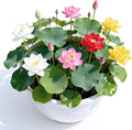 Mixed Lotus Seeds for Planting in Water, 160+ Water Lily Flower Plant Seeds, Grow Stunning Lotus Flowers in Ponds & Gardens
