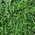 Zoysia Empire Grass Seeds, 10000 Seed Count, Zoysia Seeds for Low-Maintenance Lawn and Backyard Landscaping