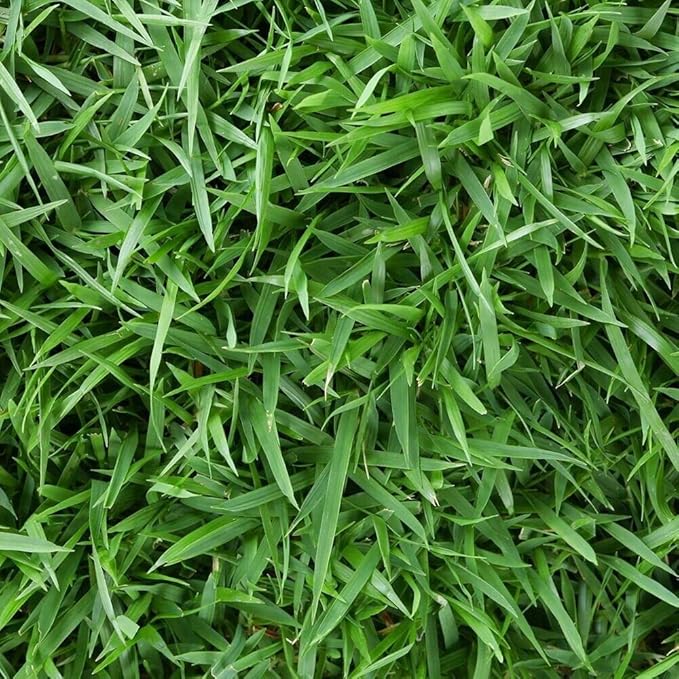 Zoysia Empire Grass Seeds, 10000 Seed Count, Zoysia Seeds for Low-Maintenance Lawn and Backyard Landscaping