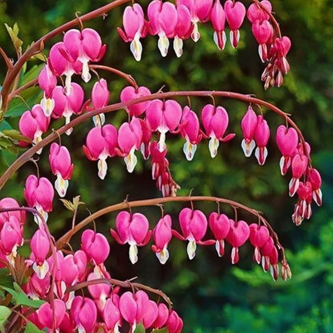Bleeding Heart Seeds 150pcs (Dicentra Spectabilis) – Perennial Flower Seeds, Non-GMO, Easy Growing, Shade-Loving Ornamental Plant for Home & Garden