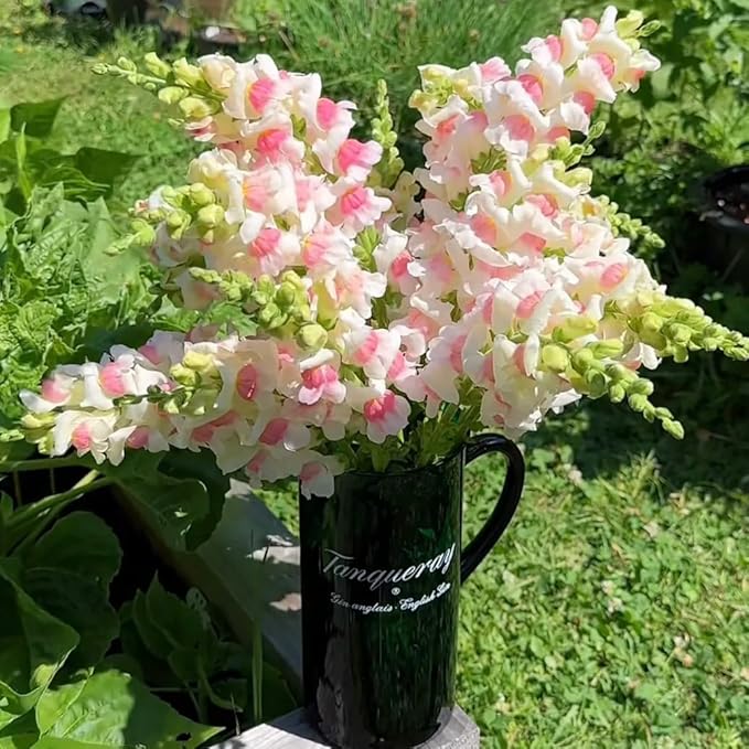 Mix Snapdragon Seeds for Planting, 200pcs Garden Snapdragon Perennial Flower Seeds Rare Flower Plants, Non-GMO Heirloom Beauty Flowers Home Garden for Outdoors