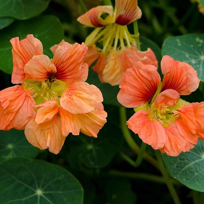Eden Brothers Nasturtium Seeds - Salmon Baby Non-GMO Seeds for Planting, 1 Ounce | Low-Maintenance Flower Seeds, Plant During Spring Season, Zones 1, 10, 2, 3, 4, 5, 6, 7, 8, 9