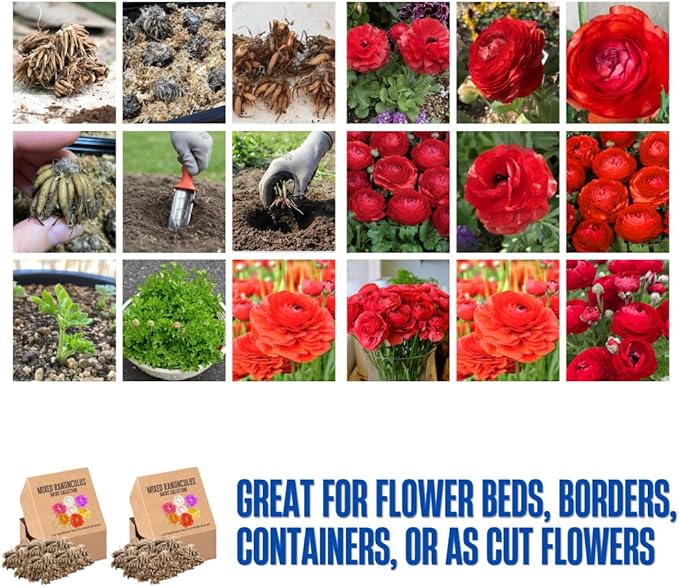 30 Ranunculus Bulbs for Planting, Ranunculus Corms, Butterfly Ranunculus Flowers Bulbs, Peony Buttercup Ranunculus for Spring Fall (Red Ranunculus)