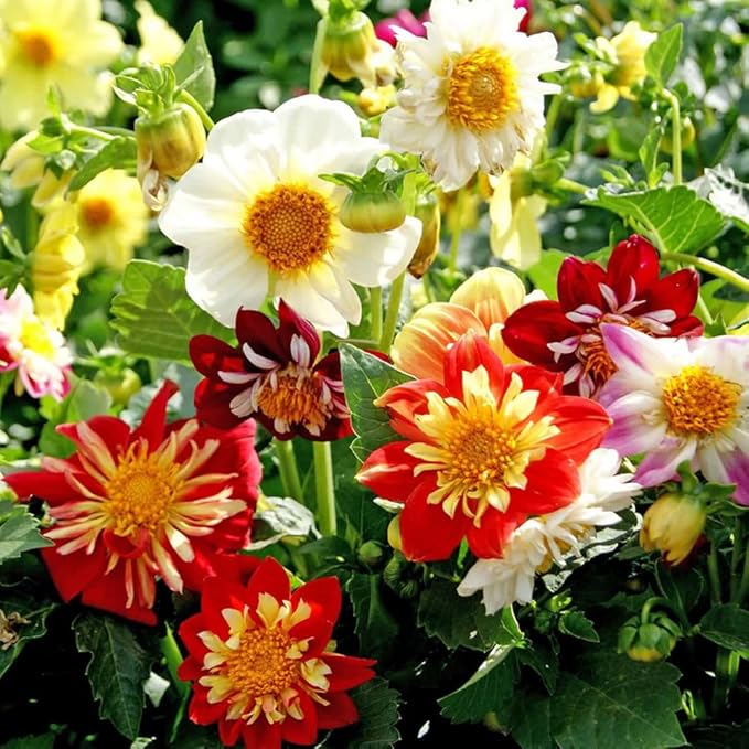 100 X Mixed Dwarf Dahila Seeds for Planting Outdoor Grow Flowers in Pots Basket Gardens Multicolor Flowers Seeds