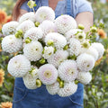 Eden Brothers Dahlia Bulbs (Ball) - Pink Pearl