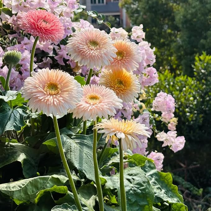 Mixrug Gerbera Daisy Seeds for Planting, 500+pcs Perennial Rare Gerbera Daisy Flower Seeds Plants, Non-GMO Heirloom Landscape Hardy Home Garden Blooms Flowers for Outdoors