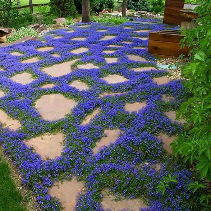 Mixrug 9998+ Blue Woolly Thyme Seeds for Planting,Perennial Blue Creeping Thyme Seeds Ground Cover,Drought Tolerant Path Edging Thym Seed Evergreen Silver Foliage for Stone Pathways