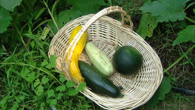 Seeds Zucchini Dark Black Squash Boatswain Heirloom Vegetable for Planting Non GMO