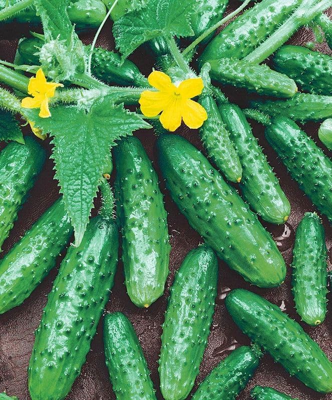 10+ Seeds Cucumber Be st Seller F1 Hybrid - Vegetable Self-Pollinated