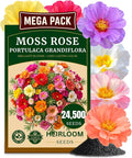 24500+ Moss Rose Seeds, Pack for 2026 USA Premium Non-GMO Flower Seeds Annual Flower for Ground Cover - Heat & Drought Tolerant Moss-Rose Purslane, Eleven O'clock