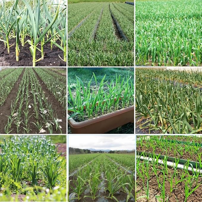 1 Pound Purple Stripe Hardneck Garlic Bulbs for Planting, Fresh High-Yield Hardy Garlic for Garden or Container Growing