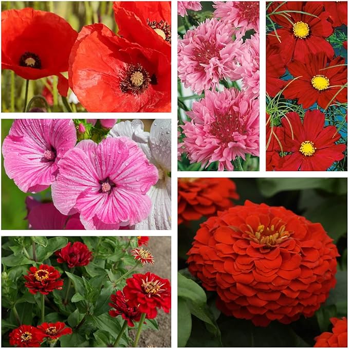 Outsidepride Red Color Shades Mix Wildflower Seeds - 5000 Pcs Annual Easy to Grow, Low Maintenance, Self-Seeding Flower Seeds w/Vibrant Blooms for Pollinator-Friendly Gardens, Containers & Borders