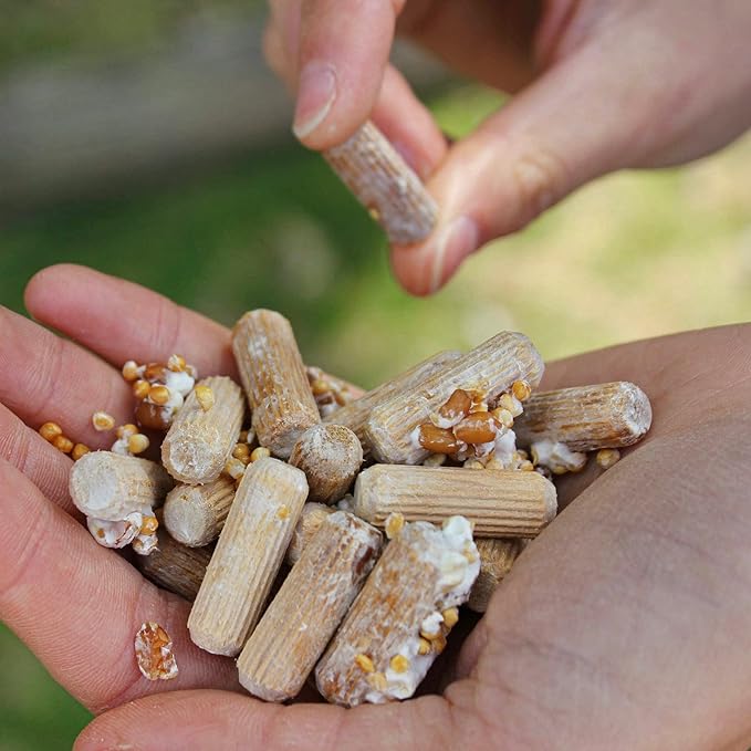 North Spore Organic Italian Oyster (500 ct) Mushroom Plugs for Logs | Premium Quality Mushroom Plug Spawn | Handmade in Maine, USA | Grow Gourmet Mushrooms Outdoors on Logs