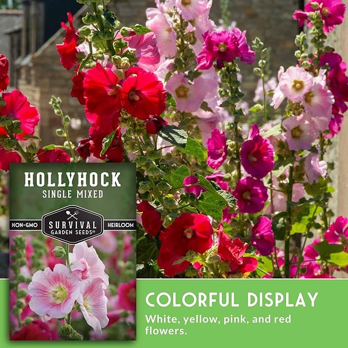 Single Mixed Hollyhock Seeds for Planting - Plant & Grow Colorful Tall Spikes of Flowers in Your Home Vegetable Garden - Non-GMO Heirloom Variety - Survival Garden Seeds (5 Packs)