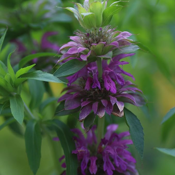 Seed Needs Lemon Mint Seeds for Planting Monarda citriodora Herbs - Grow a Non-GMO Heirloom & Untreated Medicinal Herb Garden Indoors or Outdoors - Popular in Herbal Tea (2 Packs)