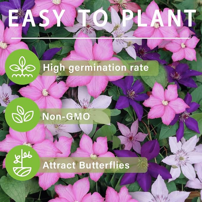 200+Perennial Mixed Clematis Vine Flower Seeds for Planting Outdoor-Clematis Hybridas Plant Garden Home Non-GMO