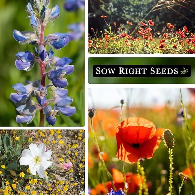Sow Right Seeds - Wildflowers Seeds Mix for Planting in West - Non-GMO Heirloom Varieties to Grow a Wild Flower Garden - Perennial and Annual Flowers to Attract Pollinators - Colorful Blooms (1)