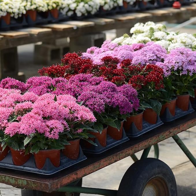 100+ Perennial Pentas Seeds for Planting Outdoor-Pentas Lanceolata Flowers Seeds Non-GMO -Egyptian Star Cluster Seed Lucky Star for Outdoor Garden