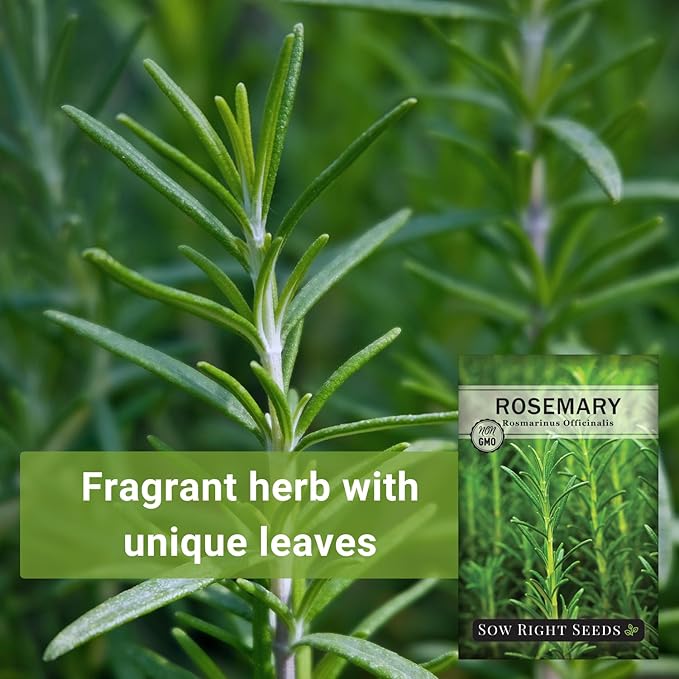 Sow Right Seeds - Rosemary Seed for Planting - Non-GMO Heirloom Packet with Instructions to Plant and Grow a Kitchen Herb Garden - Indoors or Outdoor - Tasty Culinary Herb, Super Fragrant (3)