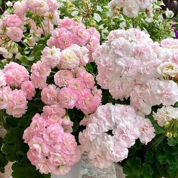 10 Violet Geraniums Seeds for Planting, Rare Violet Double Geraniums Seeds, Perennial Flower Plant for Garden Home Attract Pollinators