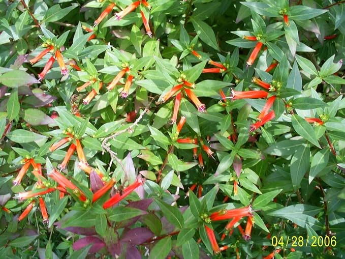 10 Firecracker Cigar Plant (Cigarette/Mexican Cigar) Cuphea Ignea Flower Seeds