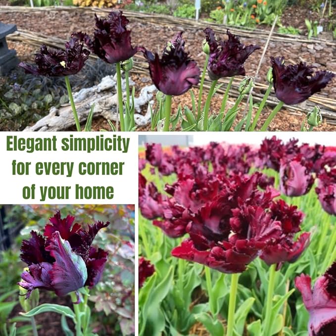 10 Tulip Bulbs for Spring Planting, Black Parrot Tulip Bulbs for Fall Planting, Flower Bulbs Growing