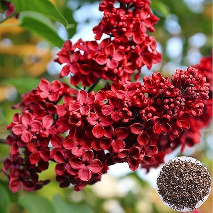 25pcs California Lilac Tree Seeds Mix Flowers Fragrant Hardy Perennial