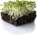 Turnip Seeds - Namenia - 4 g Packet ~1600 Seeds - Brassica rapa - Non-GMO, Heirloom - Vegetable Garden, Growing Microgreens
