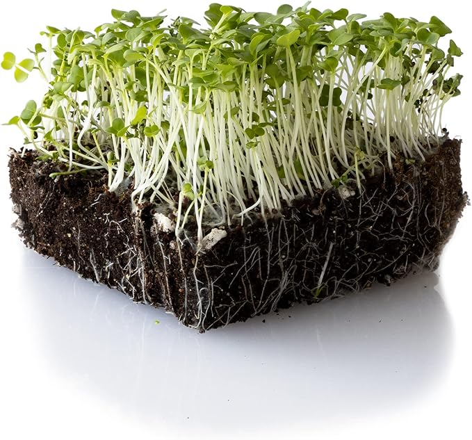 Turnip Seeds - Namenia - 1 Lb ~192000 Seeds - Brassica rapa - Non-GMO, Heirloom - Vegetable Garden, Growing Microgreens