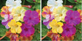 Burpee Marbles Mix Four O'Clock Seeds 35 Seeds (Pack of 2)