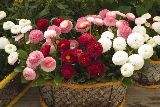 Seeds English Daisy Pompon Double Mix (Marguerite Bellis perennis) Outdoor Cut Perennial Flowers for Garden Planting