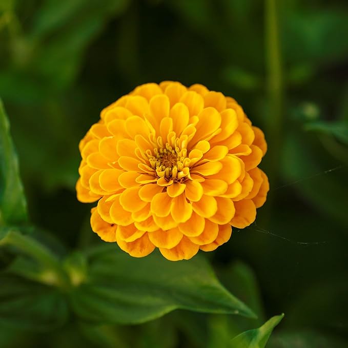 Eden Brothers Zinnia Seeds - Canary Bird, Non-GMO Seeds for Planting, 1/4 lb | Low-Maintenance Flower Seeds, Plant During Spring, Zones 3, 4, 5, 6, 7, 8, 9, 10
