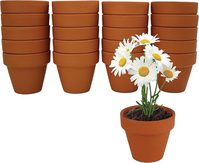 BUZZY Daisy Seeds & Genuine Terracotta 5cm Mini Pot Bulk Pack (20 Count), Includes 20 Each of pots, Soil pellets and Seeds - Great for Favors, Crafts, School Projects, Weddings, and Seed Starter Kits
