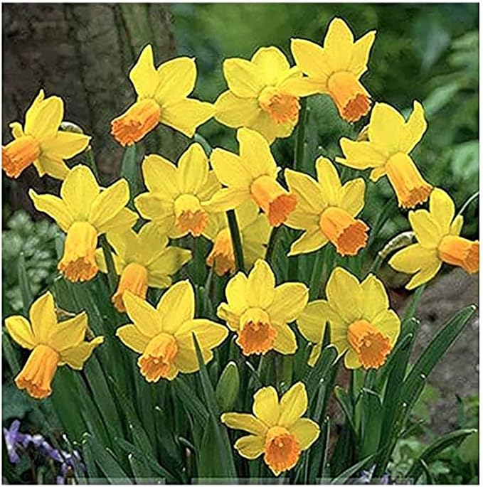 10 Jetfire Narcissus Bulbs - Top Size Daffodil Bulbs