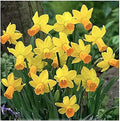 10 Jetfire Narcissus Bulbs - Top Size Daffodil Bulbs