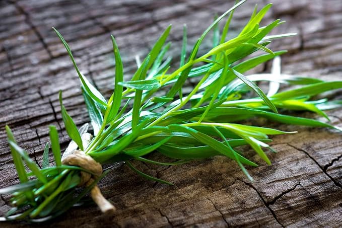NIKA SEEDS - Seeds Herb Russian Tarragon Heirloom Estragon - 500 Seeds