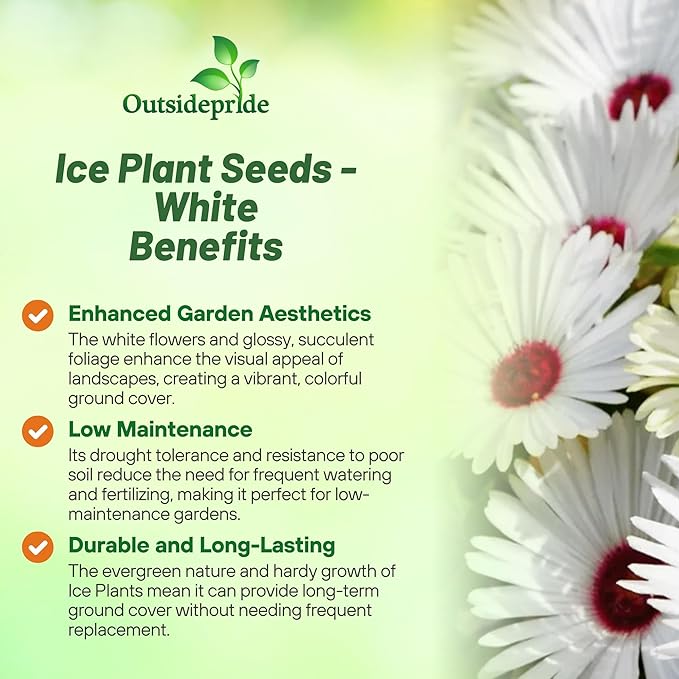 Outsidepride Gelato White Ice Plant Seeds - 5000 Pcs Perennial, Drought Tolerant Ground Cover Seeds for Planting Vibrant Trailing Blooms, Ideal for Sunny Gardens & Xeriscape Landscaping