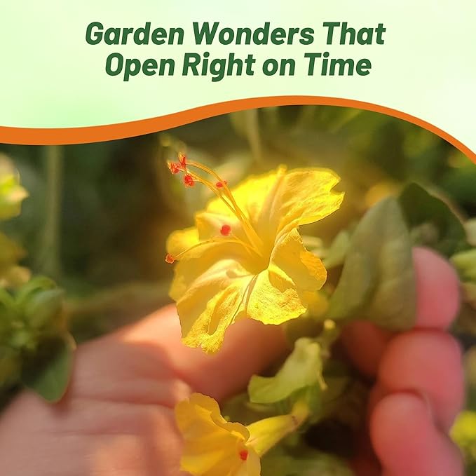 Outsidepride Yellow Four O'clock Flower Seeds - 1/4 lb Perennial Fragrant, Trumpet-Shaped Blooms, Deer-Proof & Easy to Grow, for Pollinator & Evening Gardens, Containers, Hedges, or Borders