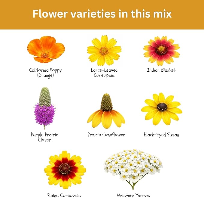 Drought Tolerant Wildflower Mix – 20,000+ Seeds – 1 oz Bulk Extra Large Resealable Packet – Non-GMO Flower Seeds for Dry Climates – Black-Eyed Susan, Coreopsis, California Poppy & More