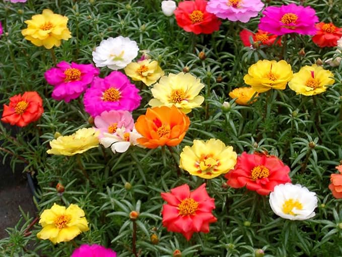 Moss Rose Mix Seeds – Annual Flower (Portulaca grandiflora) | Drought-Tolerant Ground Cover, Vibrant Blooms in Multiple Colors