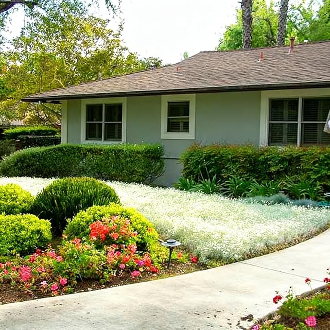 Mixrug 5007+ Fragrant Mix Creeping Thyme Seeds Ground Cover, Multicolor Thymus Serpyllum Seeds,Wooly Thyme Heat Tolerant Herb Seed Bee-Friendly Carpet Low Maintenance Between Stepping Stones