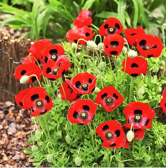 Lady Bird Poppy Seeds - Tall Poppy with Black Markings - 1000 Seeds. Also Called Ladybug Poppies