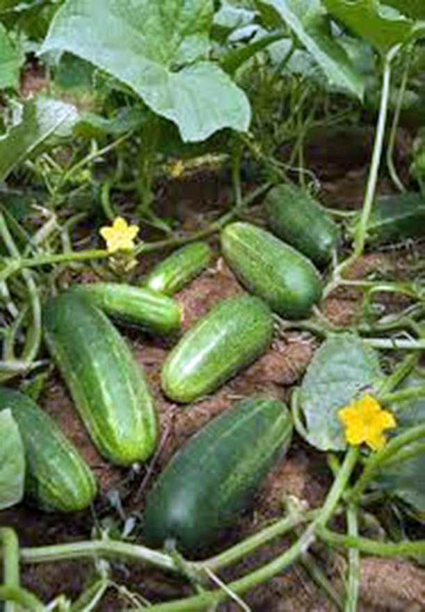 Cucumber, Marketer, Heirloom, 25 Seeds, Tasty, Great for Salads/Snacks