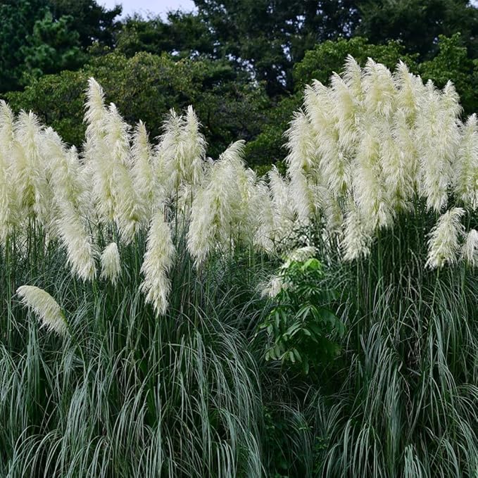 1000+ Mix Pampas Grass Seeds for Planting Cortaderia Selloana Seeds Heirloom Ornamental Plants Decor Garden Tall Feathery Blooms Blue White Pink Red Yellow