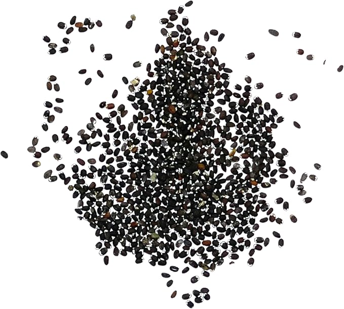 Seed Needs Catmint Seeds for Planting an Indoor/Outdoor Herb Garden - Non-GMO Heirloom & Untreated Herbal Plants - Great for Cats Nepeta mussinii (1 Pack)
