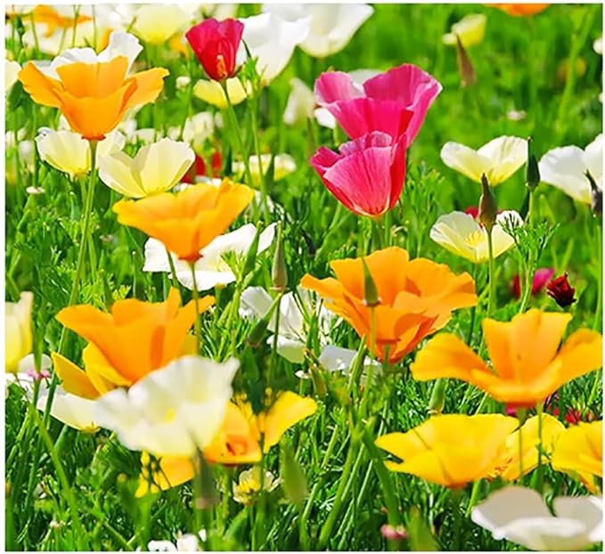 California Dreaming Mix of California Poppy Seeds .- Approximately 6,000 Seeds - Non GMO