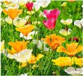 California Dreaming Mix of California Poppy Seeds .- Approximately 6,000 Seeds - Non GMO