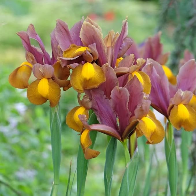 Votaniki Dutch Iris Autumn Princess Bulbs - Gorgeous Flower, Hardy Perennial for Spring Blooms | Easy to Grow, Perfect for Cutting Gardens (50 Pack)